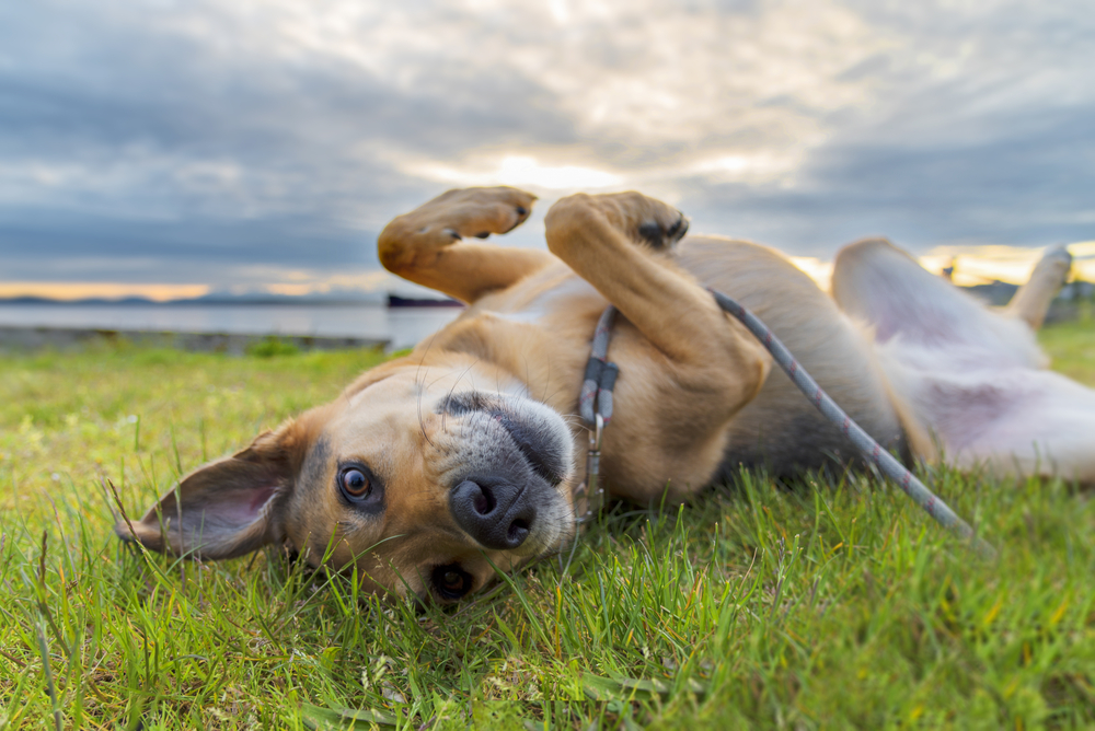 Petland Pembroke Pines picture of a cute dog rolling in green grass with a sunset in the background.