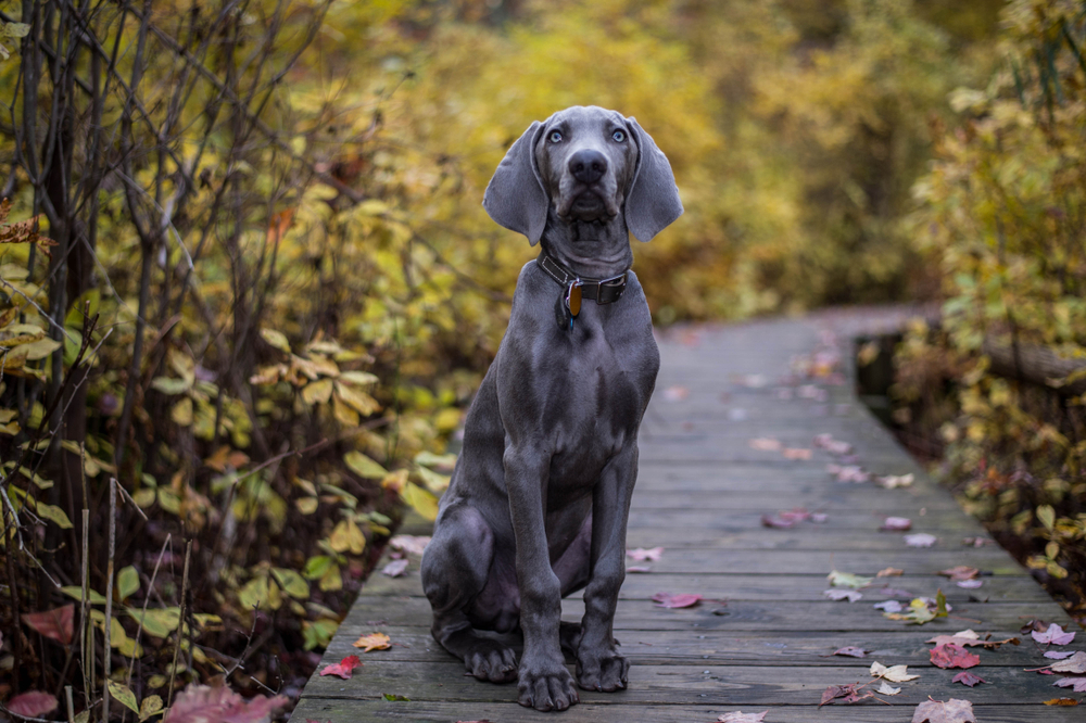 Petland Pembroke Pines picture of a beautiful Weimaraner sitting and looking at camera while hiking.
