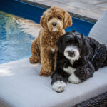 Petland Pembroke Pines picture of two Bernedoodles sitting on a lounge chair near a pool.