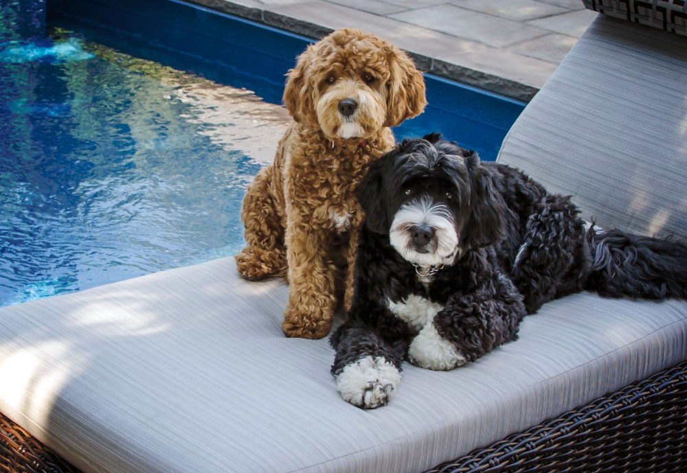 Petland Pembroke Pines picture of two Bernedoodles sitting on a lounge chair near a pool.