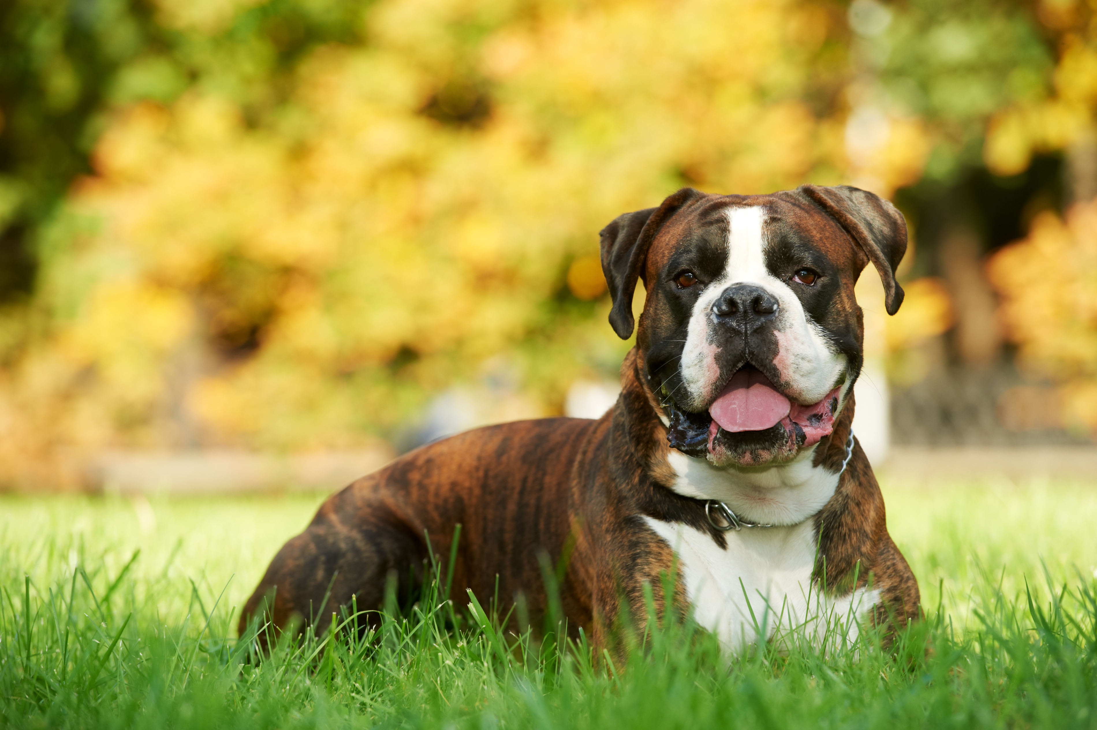 Petland Pembroke Pines picture of Boxer dog sitting on a grassy field and staring at the camera.