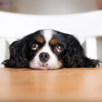 Petland Pembroke Pines picture of cute Cocker Spaniel begging for food at a table.