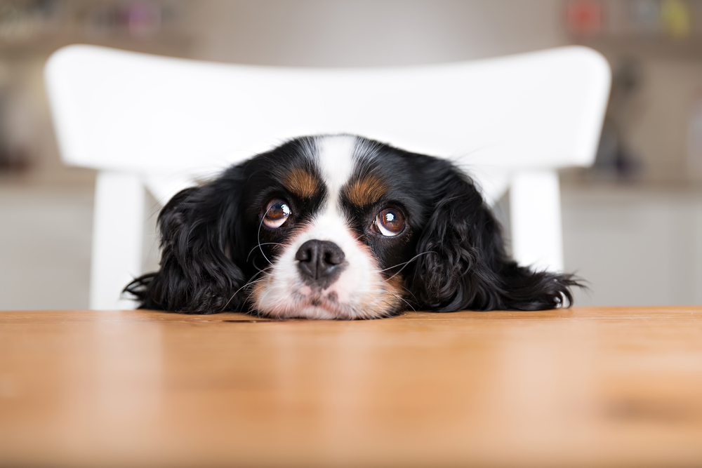 Petland Pembroke Pines picture of cute Cocker Spaniel begging for food at a table.