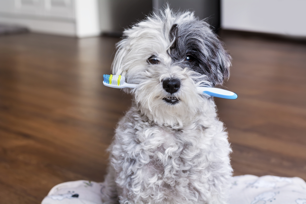 Petland Pembroke Pines picture of cute Poodle puppy sitting on a blanket with a toothbrush in its mouth.