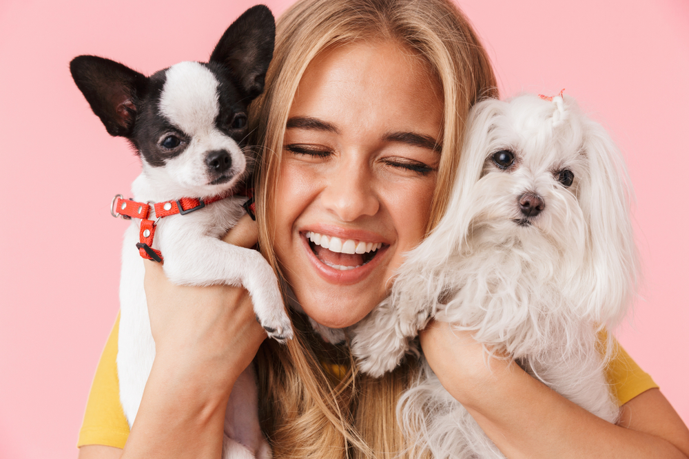 Petland Pembroke Pines picture of a cheerful girl holding a cute Chihuahua puppy and Maltese puppy with a pink background.