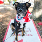 Petland Pembroke Pines picture of cute dog sitting on poster for the 2020 Suncoast Heart Walk.