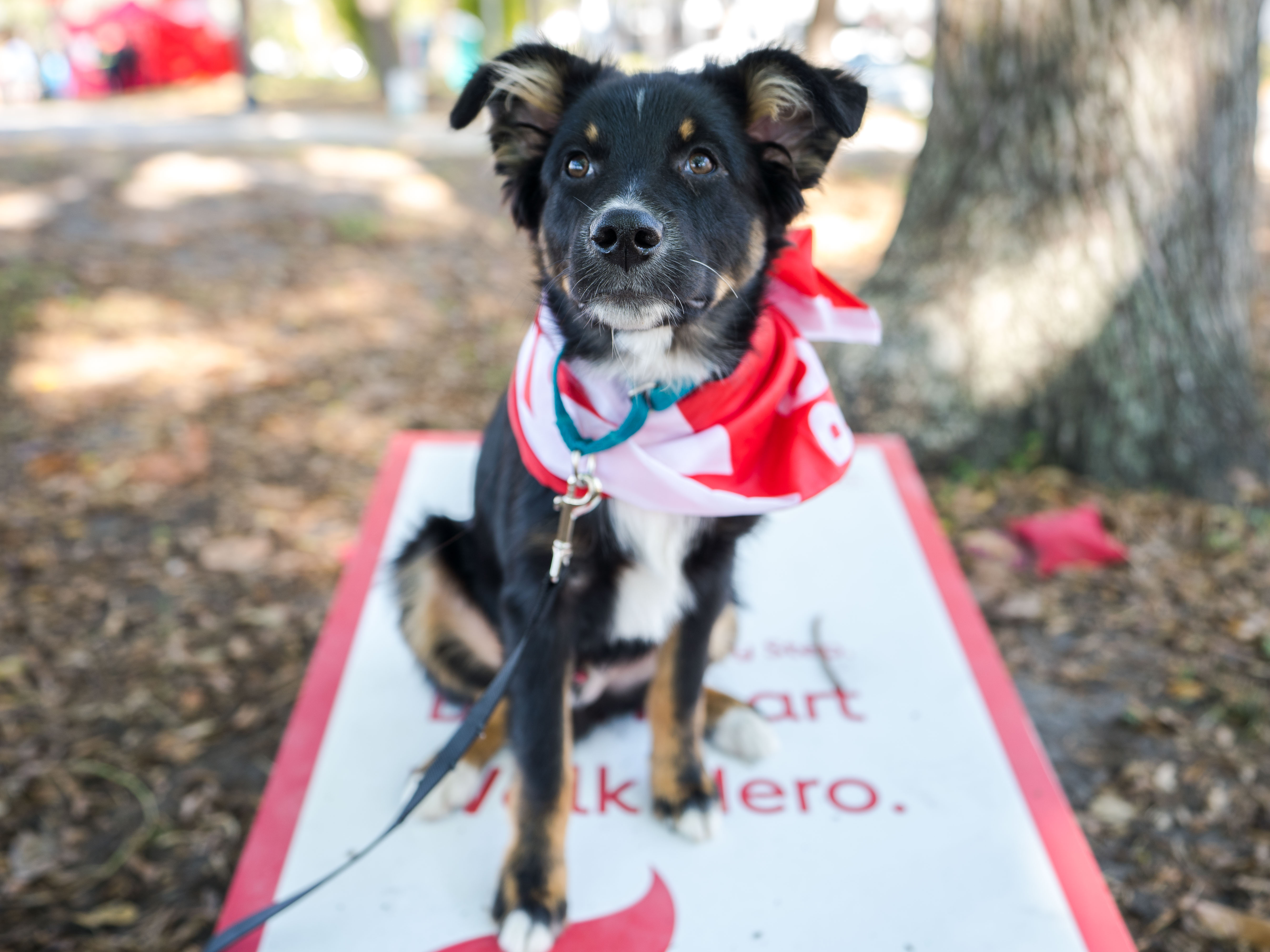 Petland Pembroke Pines picture of cute dog sitting on poster for the 2020 Suncoast Heart Walk.
