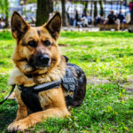 Petland Pembroke Pines picture of German Shepherd K-9 sitting on grass.