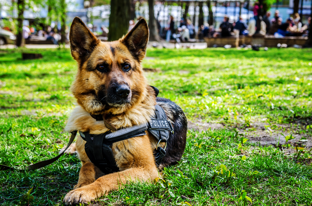 Petland Pembroke Pines picture of German Shepherd K-9 sitting on grass.