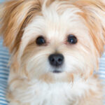 Petland Pembroke Pines picture of a cute Morkie Poo, a puppy you'll forever love, looking at the camera.