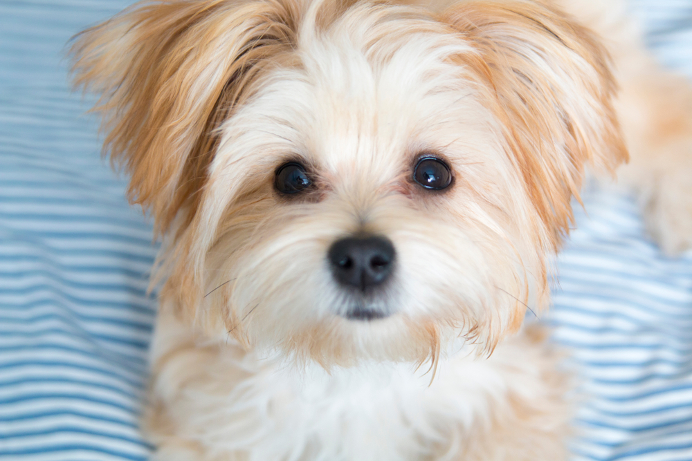 Petland Pembroke Pines picture of a cute Morkie Poo, a puppy you'll forever love, looking at the camera.