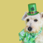 Petland Pembroke Pines picture of white Miniature Schnauzer puppy with a green chat and green bandana looking at the camera with a yellow background.