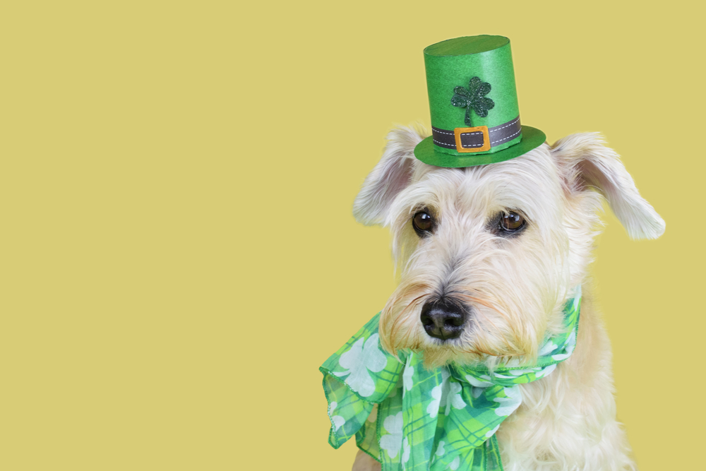 Petland Pembroke Pines picture of white Miniature Schnauzer puppy with a green chat and green bandana looking at the camera with a yellow background.