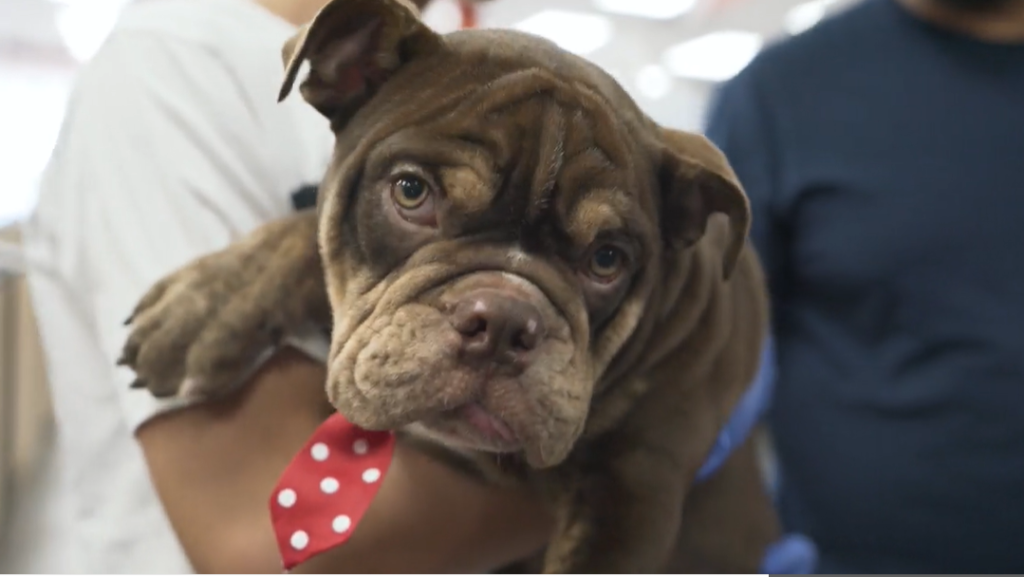 Petland Pembroke Pines picture of a cute Petland puppy being held by new family at Petland Pembroke Pines.