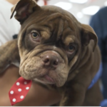 Petland Pembroke Pines picture of a cute Petland puppy being held by new family at Petland Pembroke Pines.