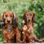 Petland Pembroke Pines picture of two adorable dachshund puppies sitting together outside in the sun.