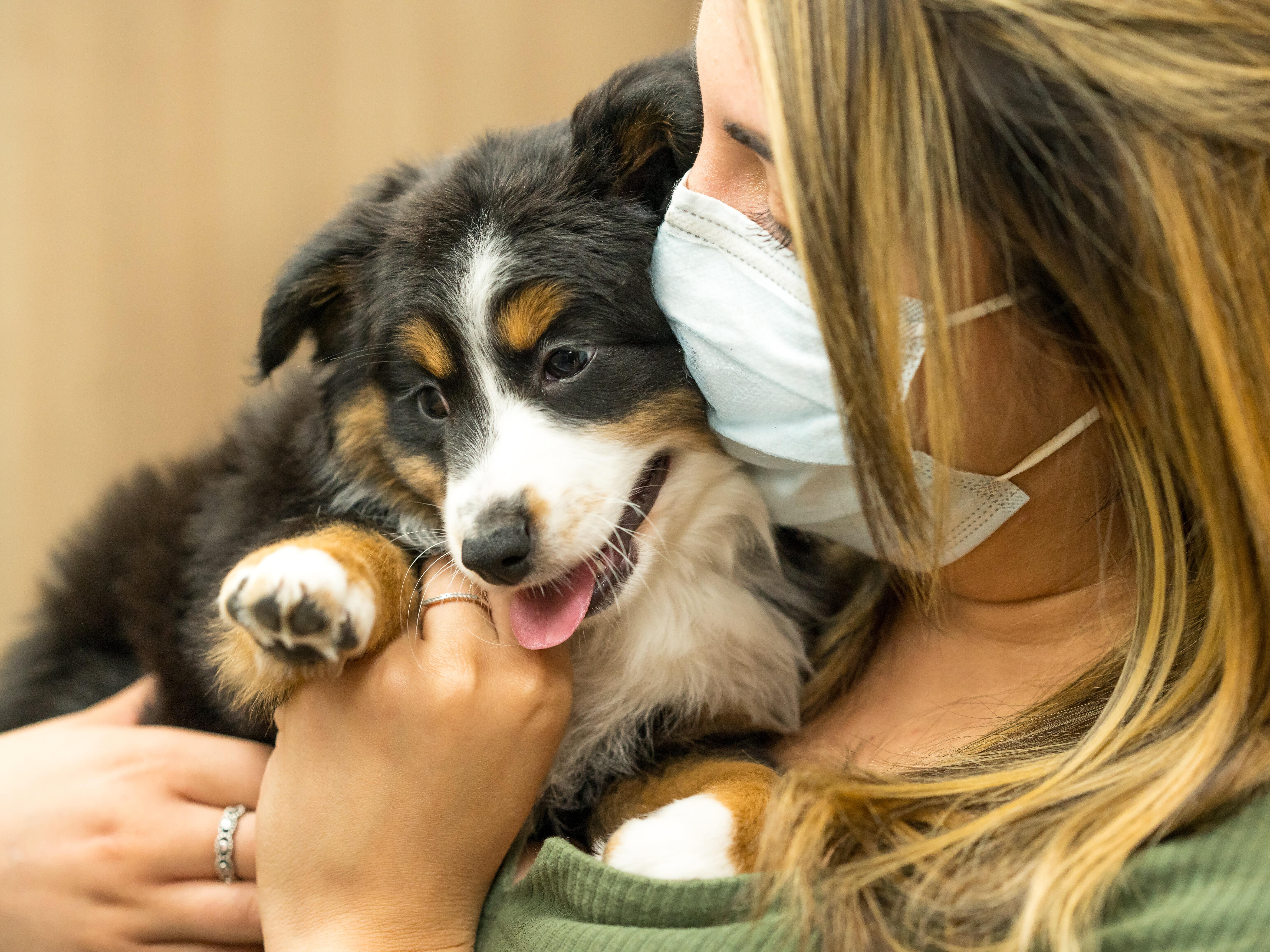 Petland Pembroke Pines picture of puppy giveaway winner with Australian Shepherd puppy.