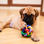 Petland Pembroke Pines picture of a cute little puppy playing with a toy in the house.