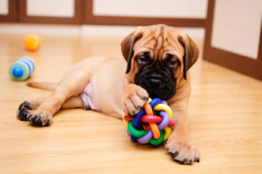 Petland Pembroke Pines picture of a cute little puppy playing with a toy in the house.