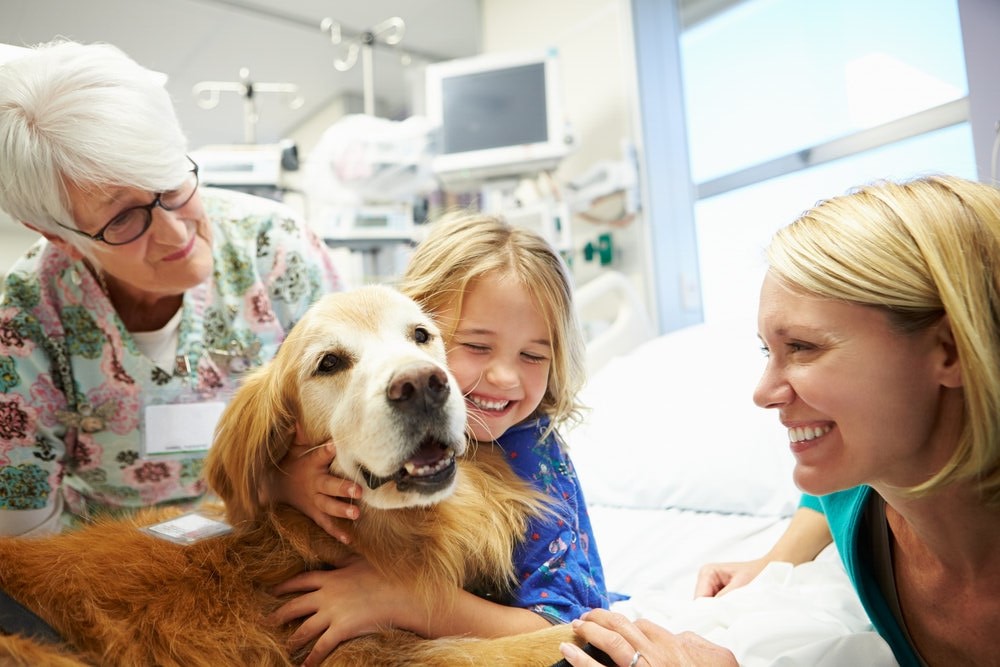 Petland Pembroke Pines picture of a young girl being visited in the hospital by a cute therapy dog.