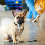 Petland Pembroke Pines picture of cute lost French Bulldog sitting on the floor with the leash on.