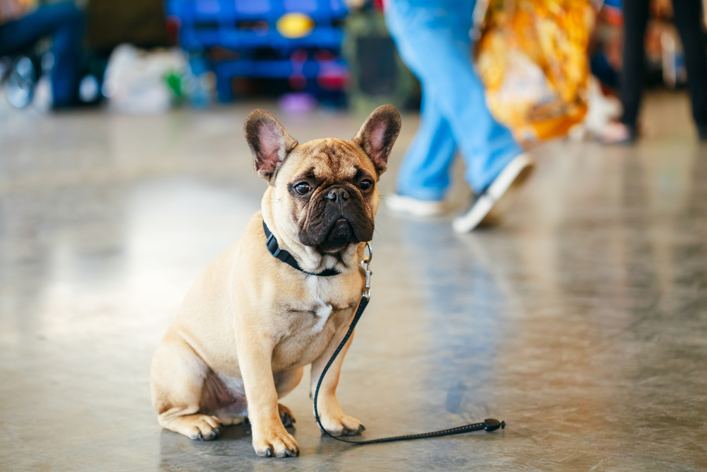 Petland Pembroke Pines picture of cute lost French Bulldog sitting on the floor with the leash on.