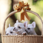 French Bulldog for Sale