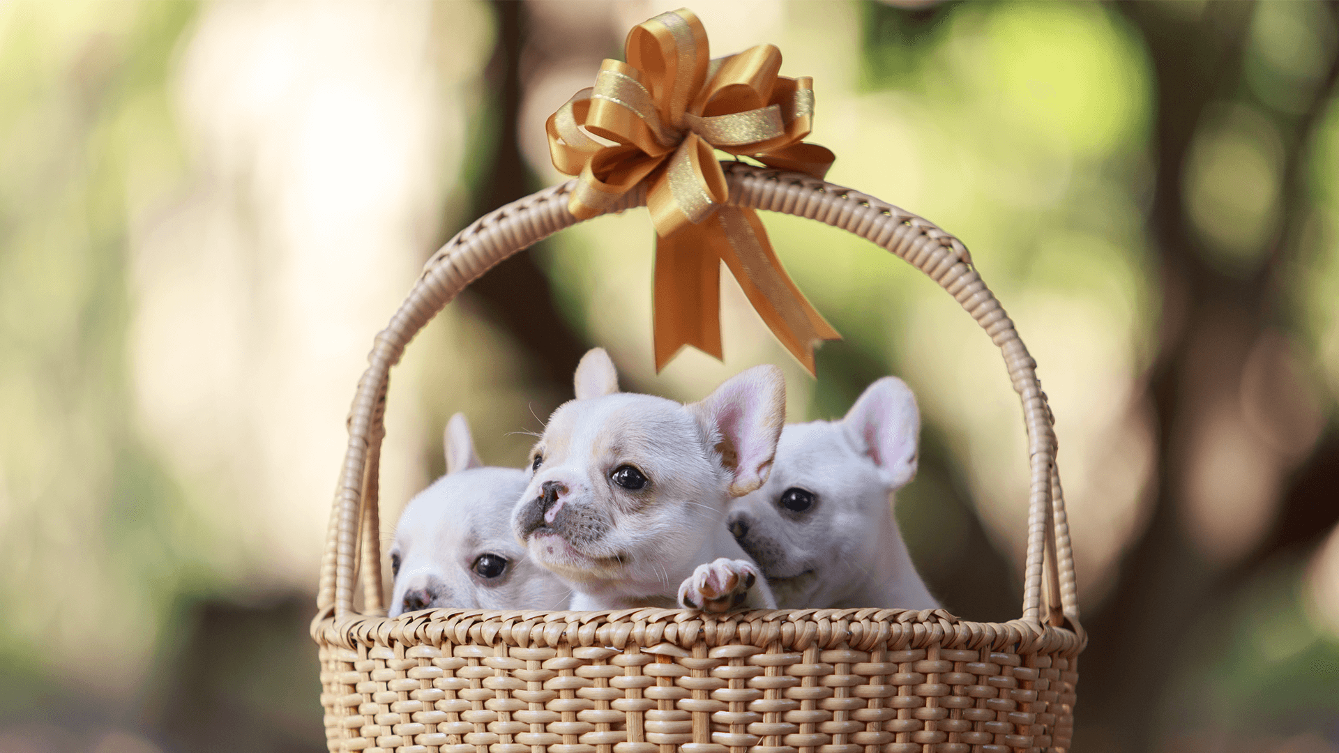 French Bulldog for Sale