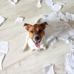 Petland Pembroke Pines picture of a small cute puppy sitting in torn pieces of paper and looking up.