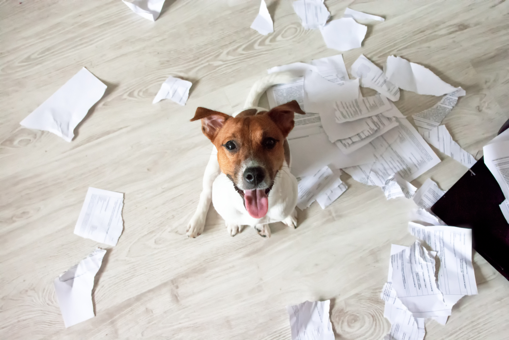 Petland Pembroke Pines picture of a small cute puppy sitting in torn pieces of paper and looking up.