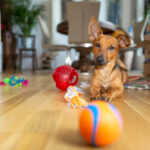 Petland Pembroke Pines picture of puppy laying on the floor with dog toys.