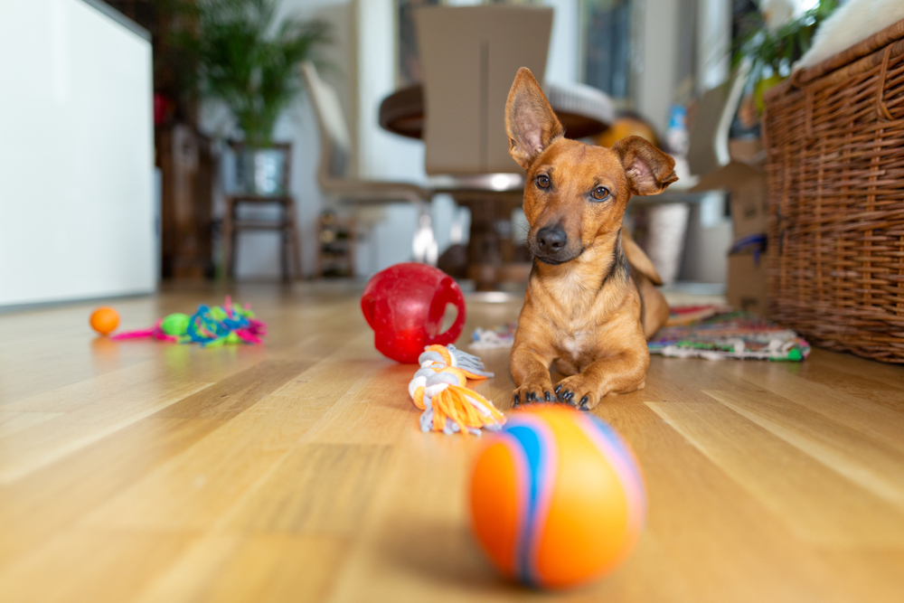 Petland Pembroke Pines picture of puppy laying on the floor with dog toys.