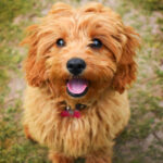 A cute Cavapoo puppy sits and looks at the camera.