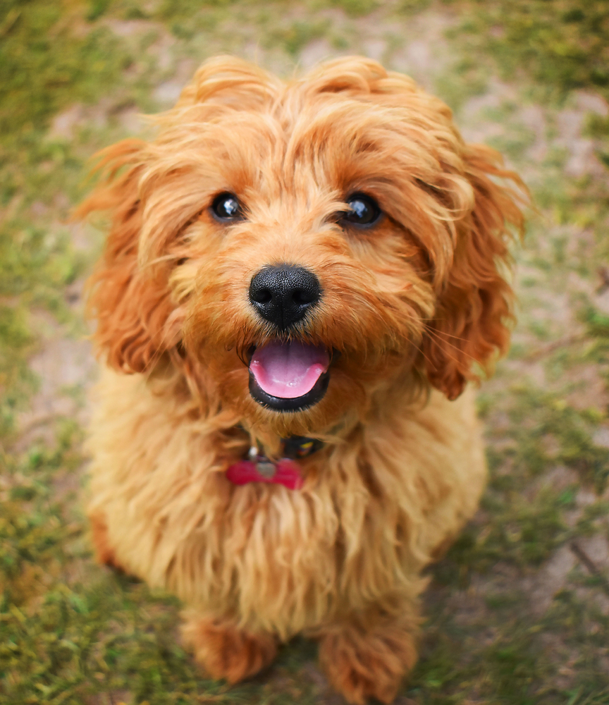 A cute Cavapoo puppy sits and looks at the camera.