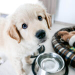A cute Labrador puppy sitting with a dog bowl, bed, and toys while looking at the camera.