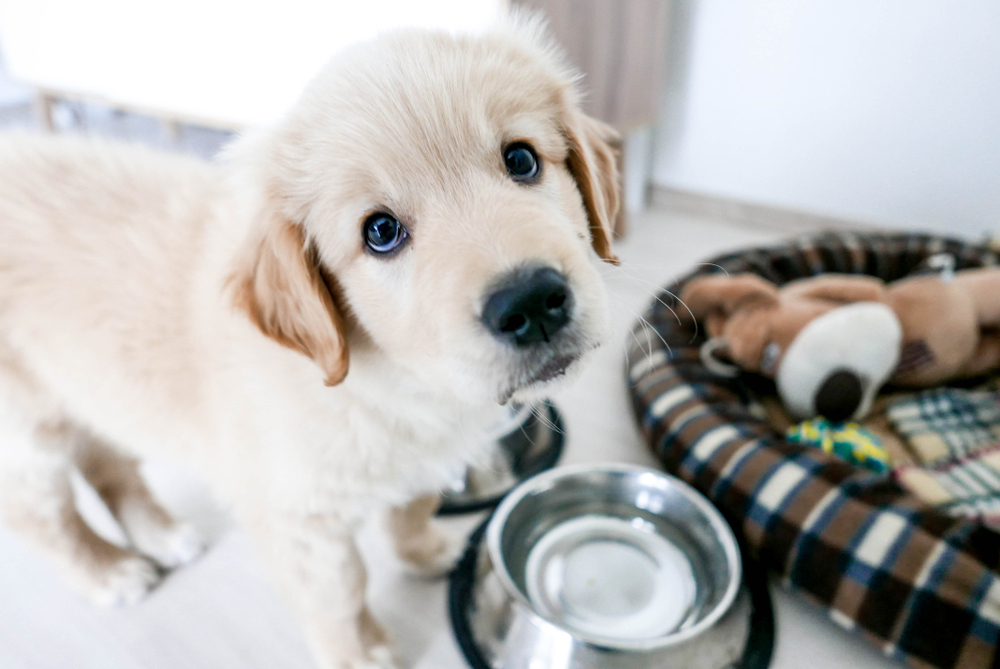A cute Labrador puppy sitting with a dog bowl, bed, and toys while looking at the camera.