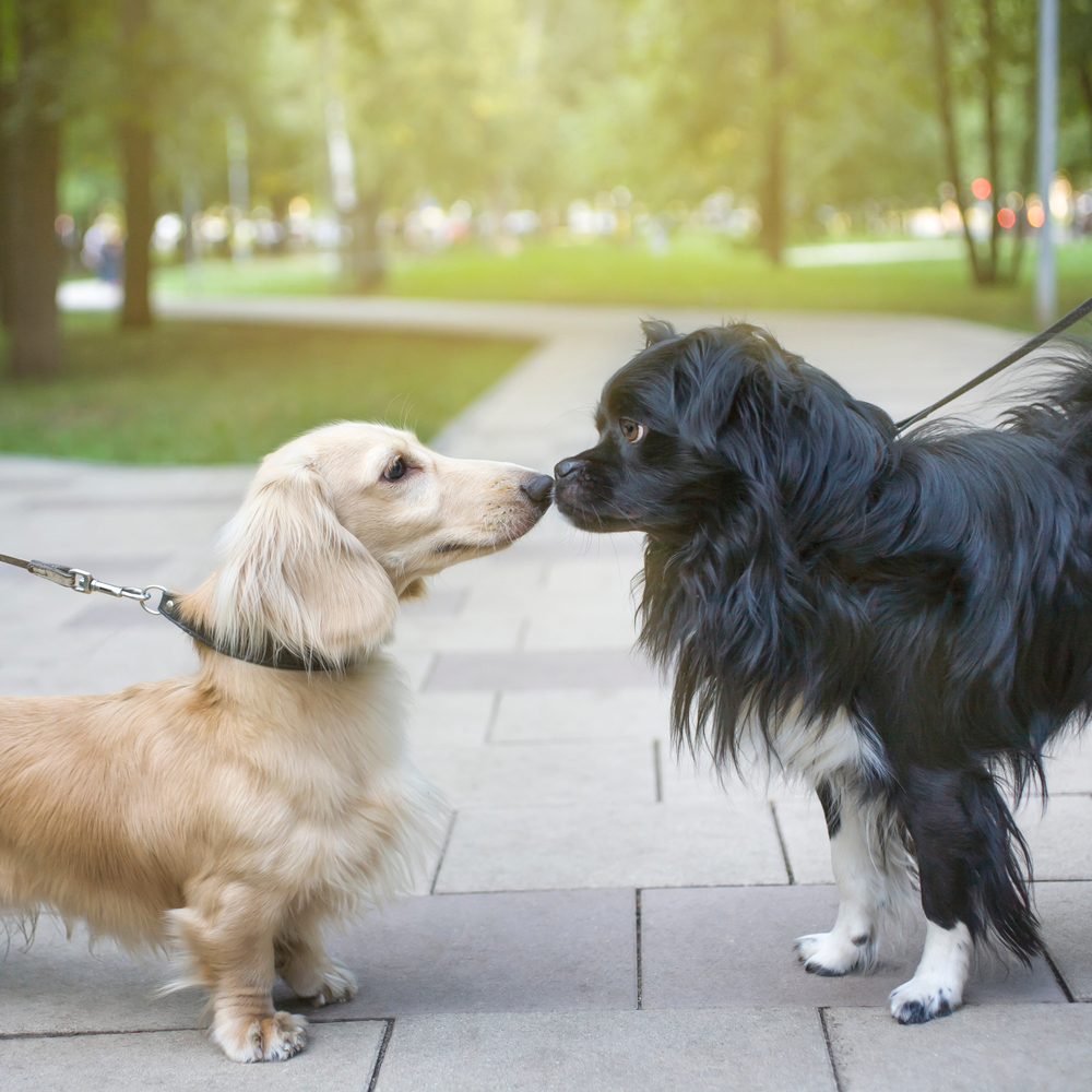 Petland Pembroke Pines picture of two dogs on a walk getting to know each other on a sidewalk.