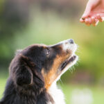 Petland Pembroke Pines picture of Australian Shepherd puppy receiving a dog treat from their owner.