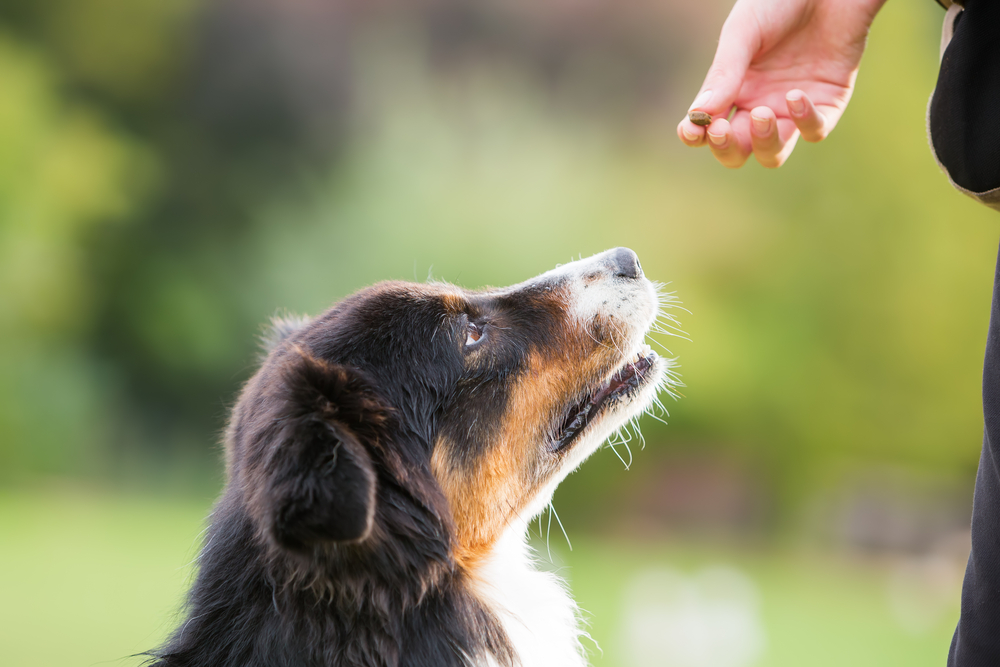 Petland Pembroke Pines picture of Australian Shepherd puppy receiving a dog treat from their owner.