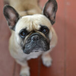 Petland Pembroke Pines picture of an adorable French Bulldog puppy looking up at the camera.