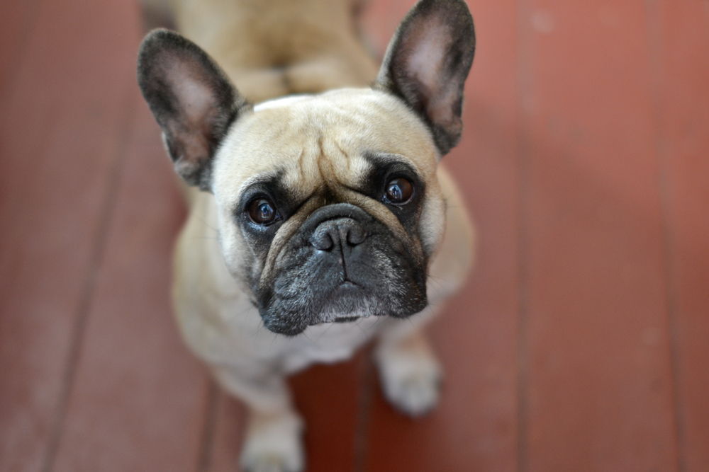 Petland Pembroke Pines picture of an adorable French Bulldog puppy looking up at the camera.