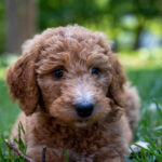Petland Pembroke Pines picture of Closeup of a Goldendoodle 2nd Gen playing in the grass.