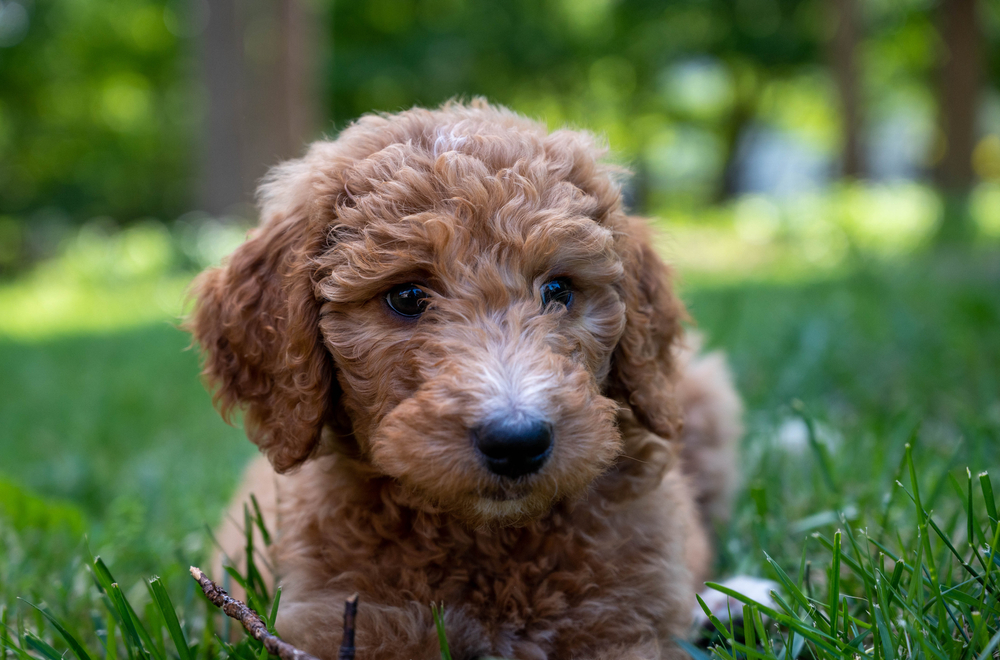 Petland Pembroke Pines picture of Closeup of a Goldendoodle 2nd Gen playing in the grass.