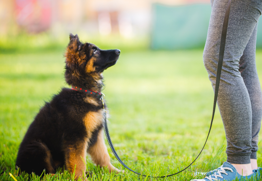 Petland_Florida_Puppy_Training (2)