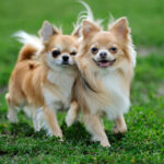 Petland Pembroke Pines picture of two long-haired Chihuahua dogs walking in green grass.