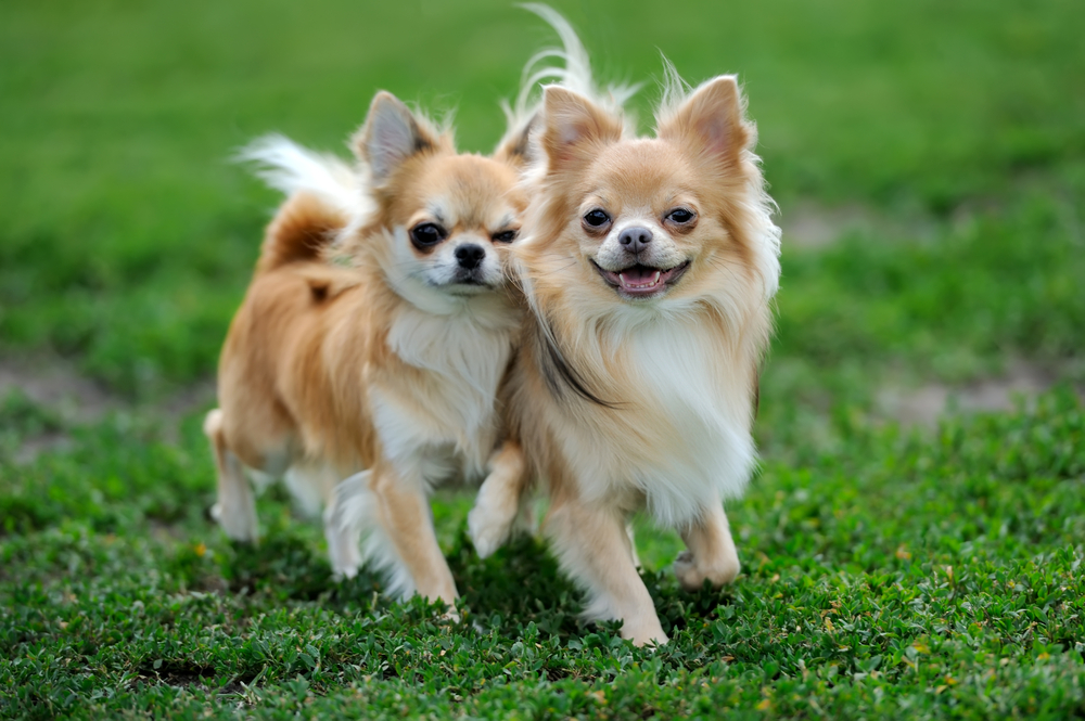 Petland Pembroke Pines picture of two long-haired Chihuahua dogs walking in green grass.