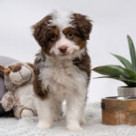 best designer dog breeds for active people, joggers, and runners