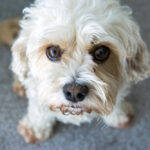 Petland Pembroke Pines picture of a cute Cavachon puppy you'll forever love looking up at the camera.