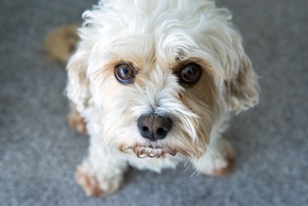 Petland Pembroke Pines picture of a cute Cavachon puppy you'll forever love looking up at the camera.