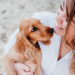 A cute Dachshund puppy you'll forever love giving kisses to new owner.